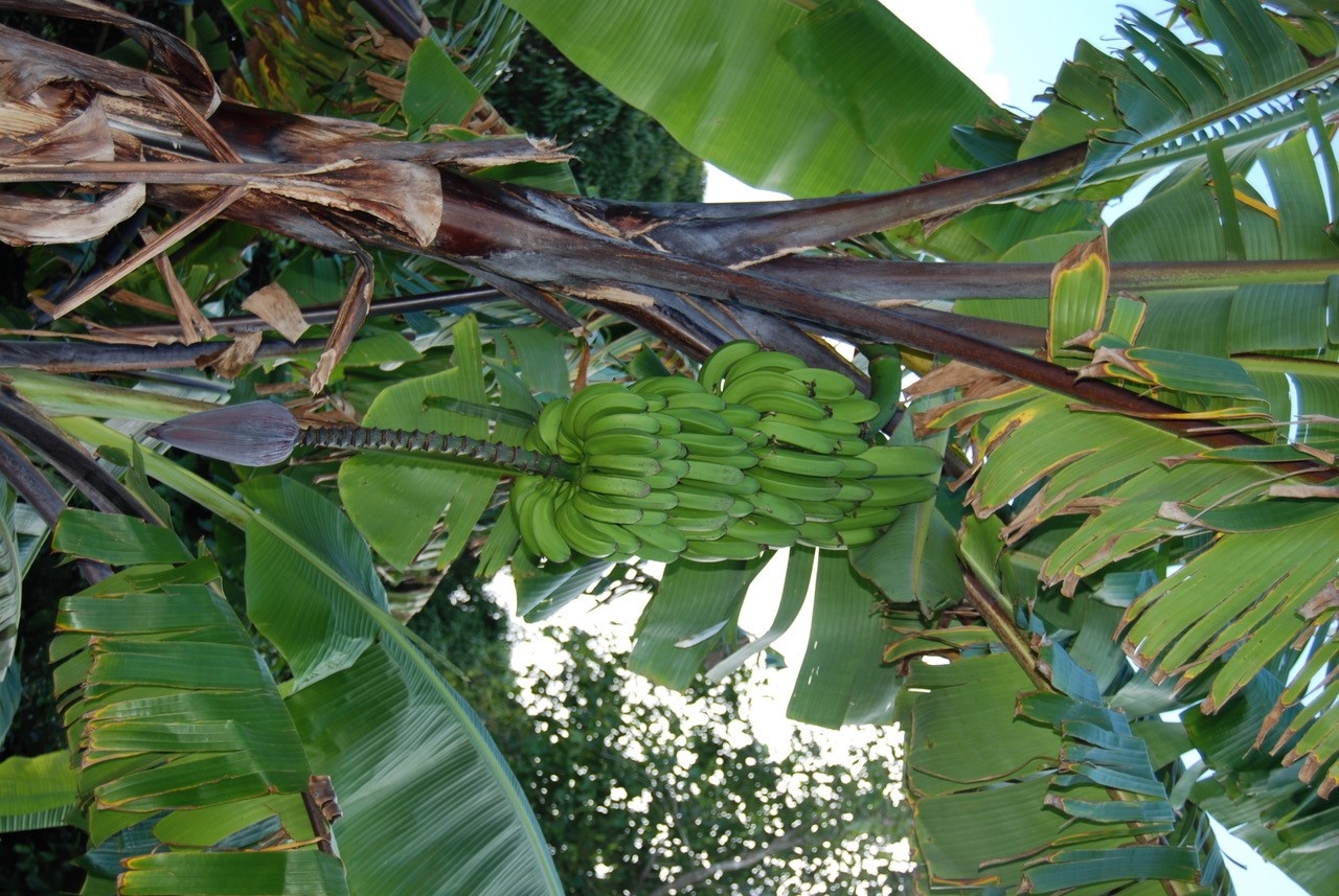 Ele Ele Banana Tree with bananas