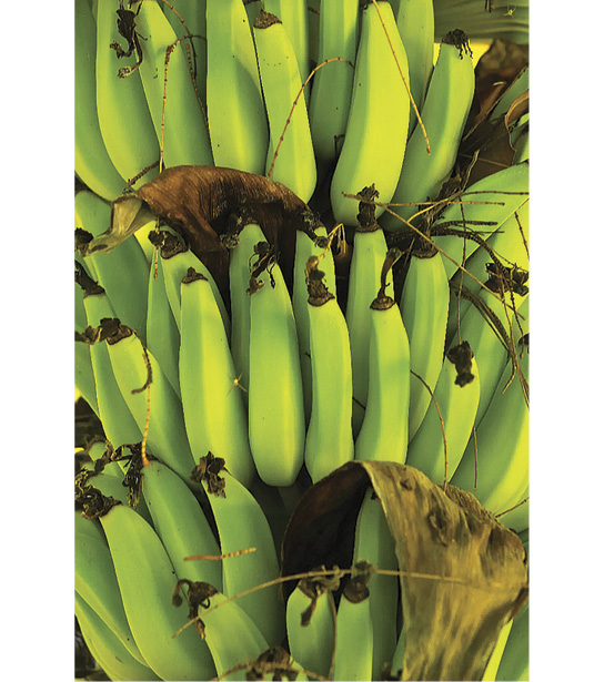 Green bananas still on the tree