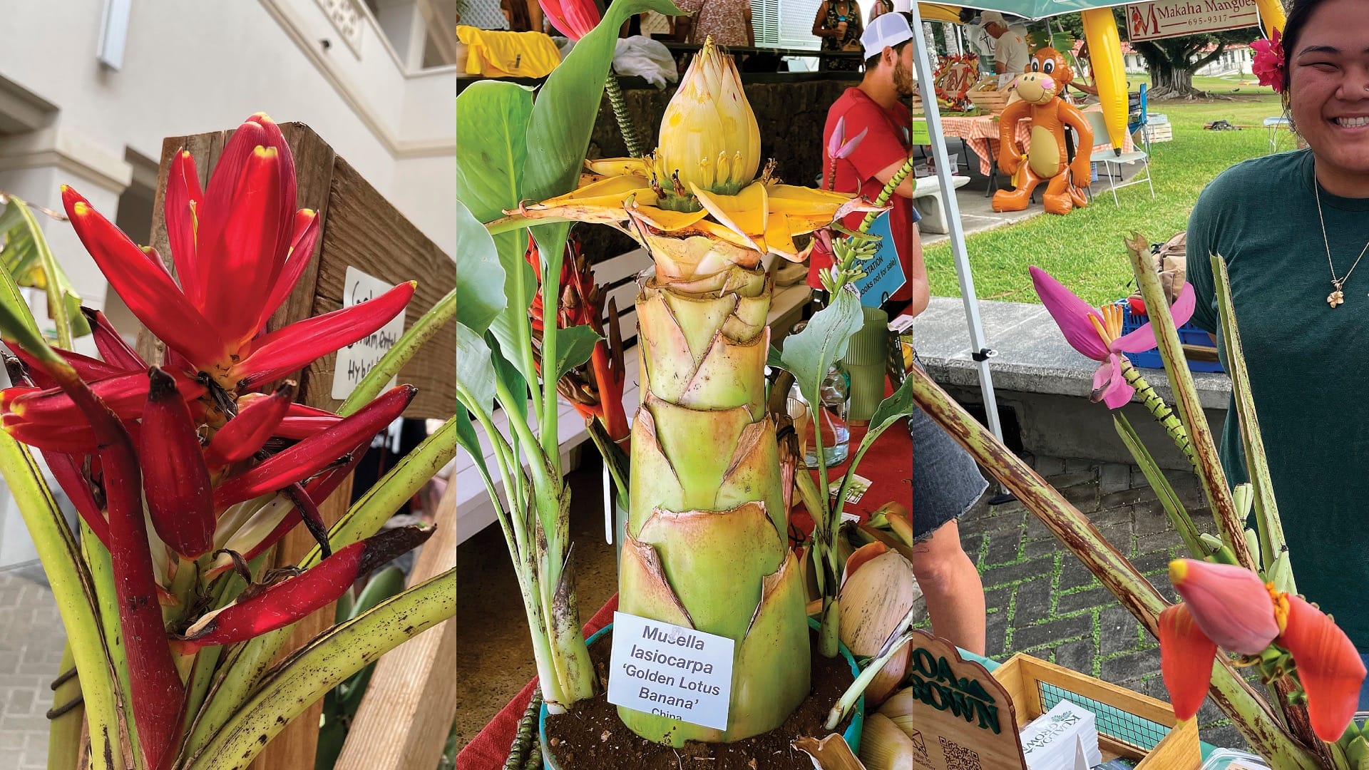 Ornamental Banana Trees