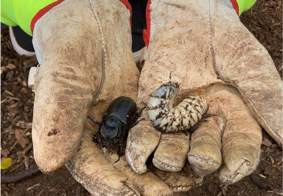 Photo of CRB and larvae