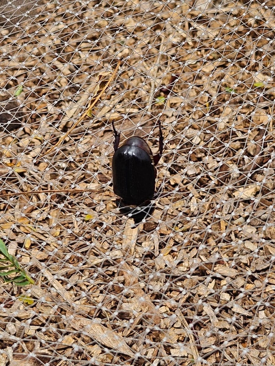 Photo of CRB caught in netting