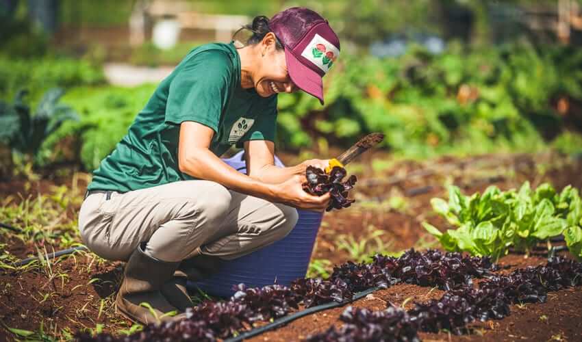 Waimea Doroha, an AgIncubator participant, harvests head lettuce from her plot at GoFarm's training site in Waialua.
