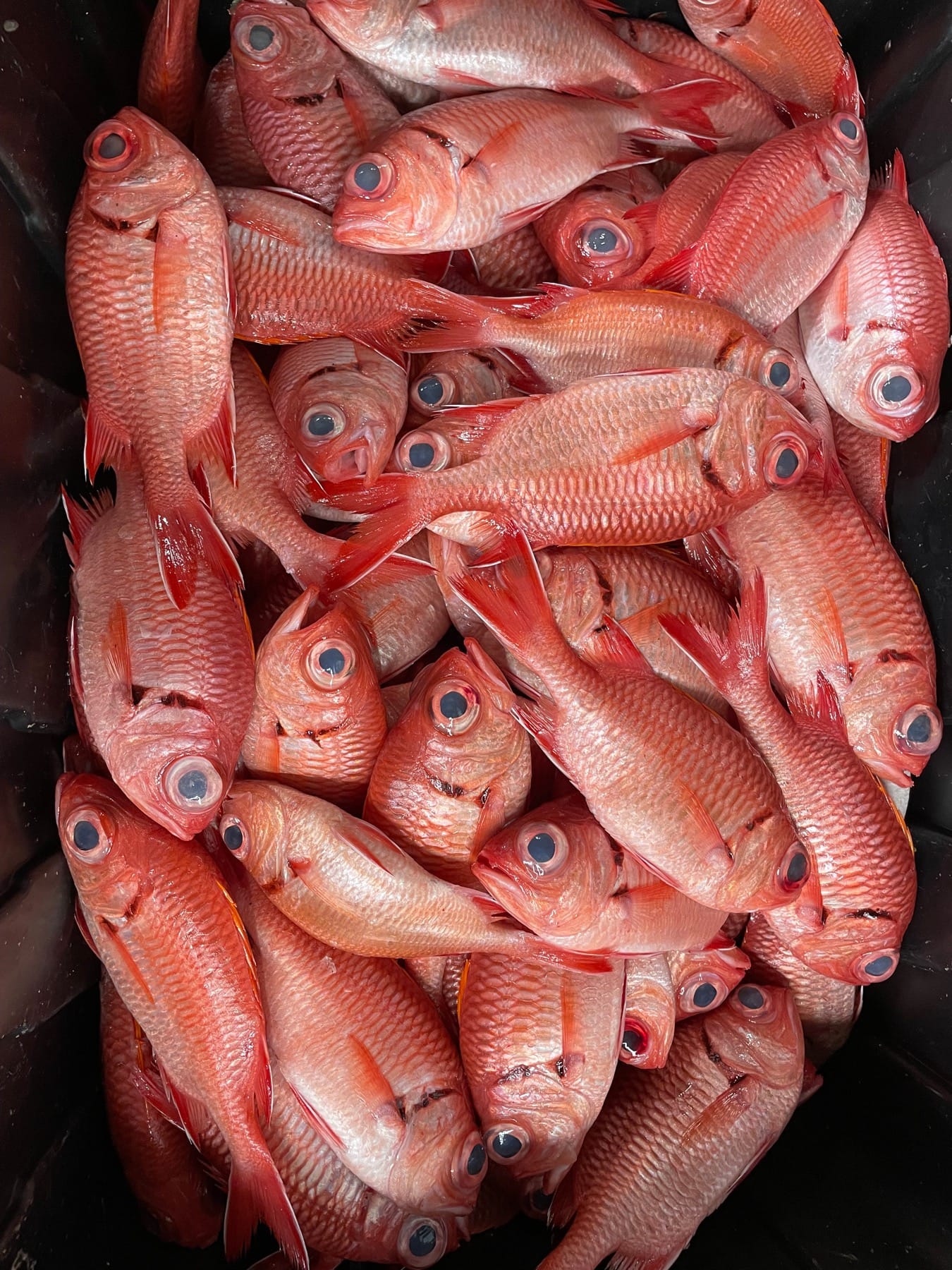 Pile of red fish