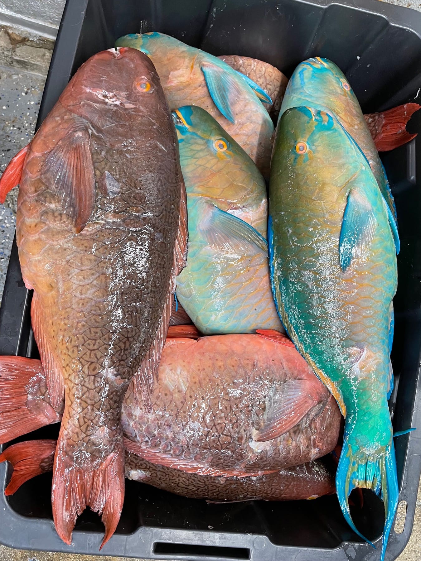 Parrotfish