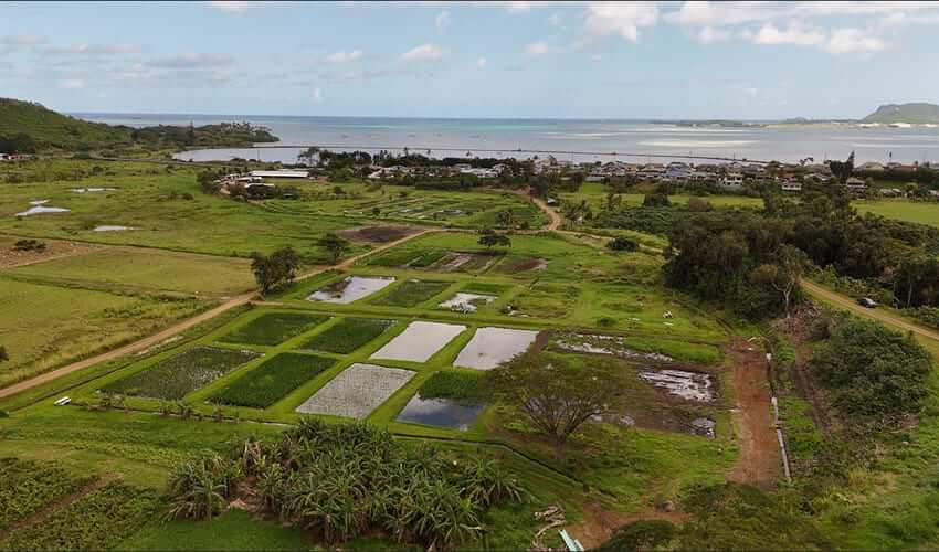 Heʻeia wetlands