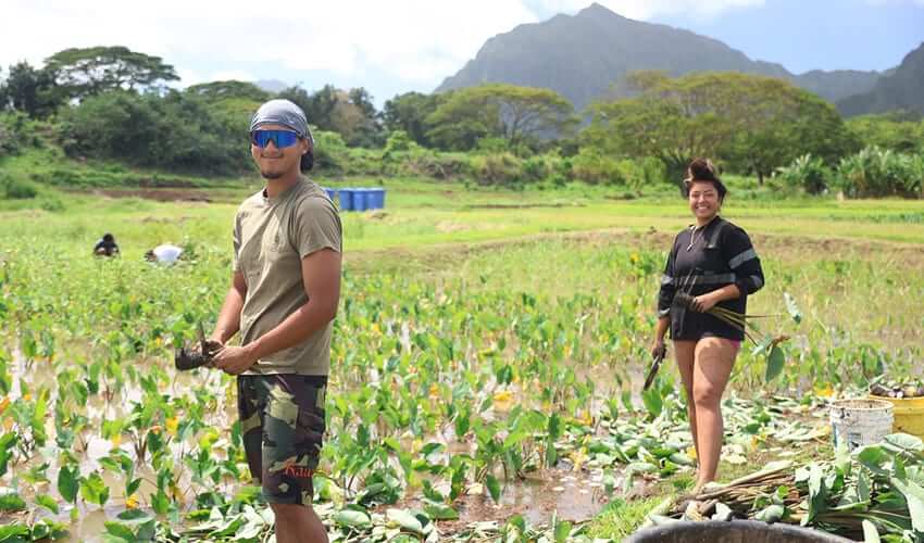 Harvesting kalo at Kākoʻo ʻŌiwi