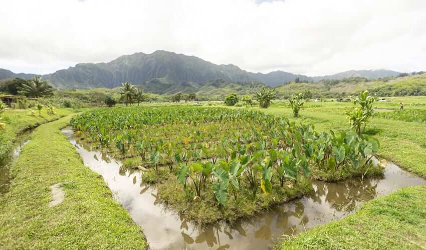Kalo harvesting at Kākoʻo ʻŌiwi