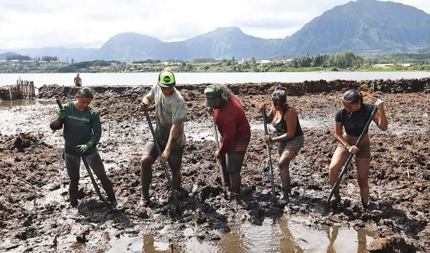 Managing and maintaining a fishpond is a labor of love. Here workers shovel mud in an effort to enlarge the pond.