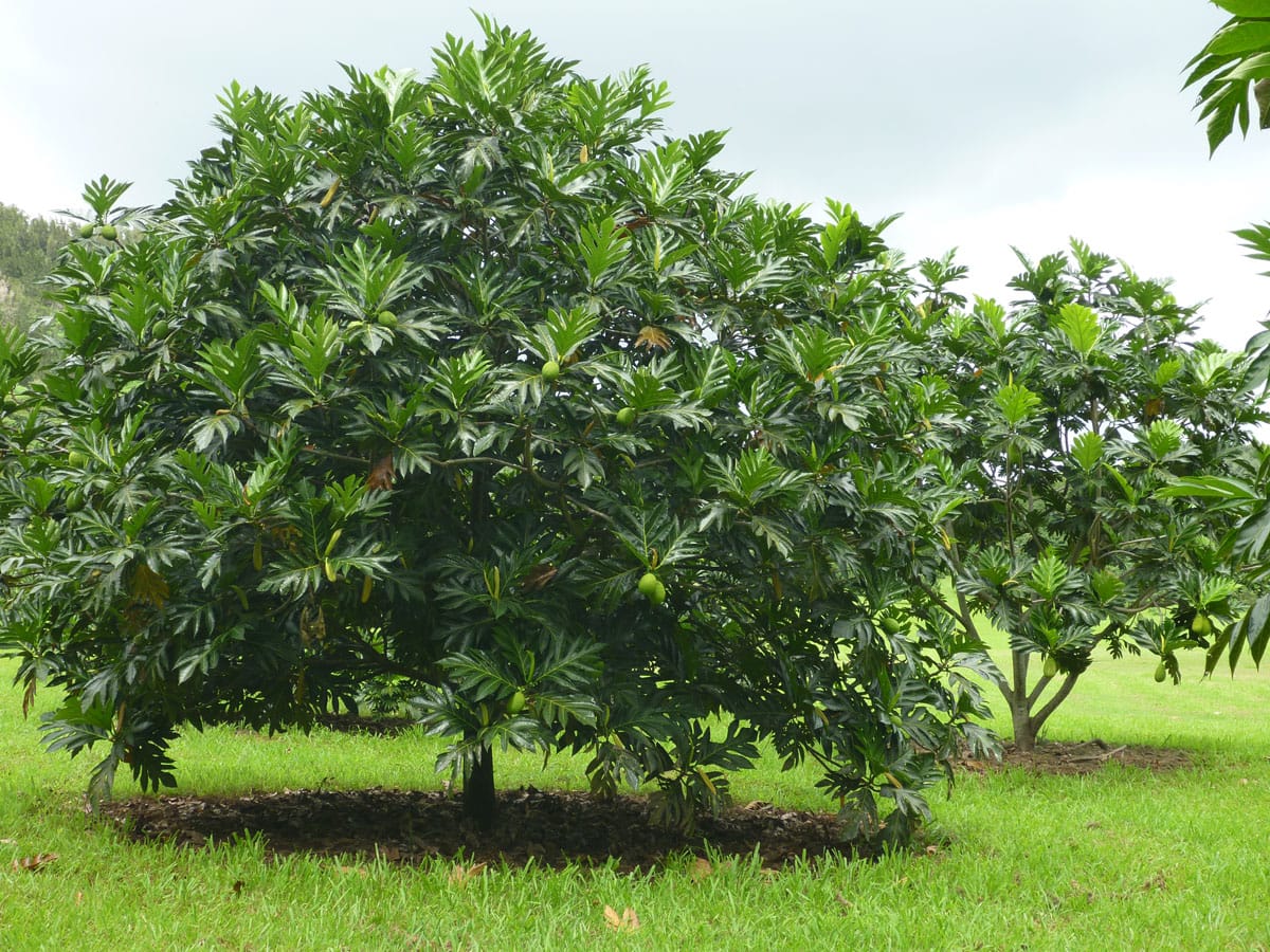An Ulu, Breadfruit, Tree