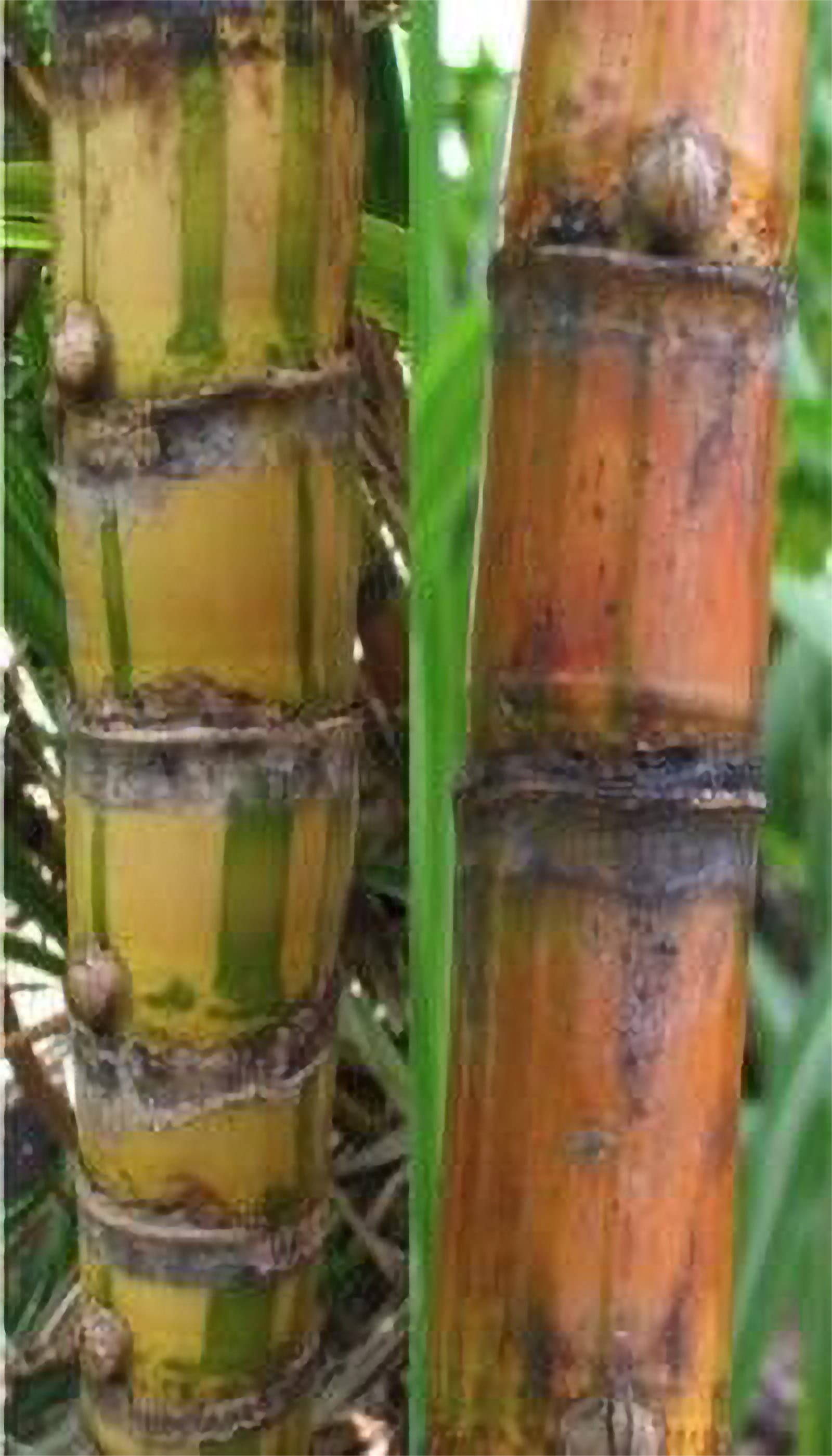 Halali‘i sugar cane