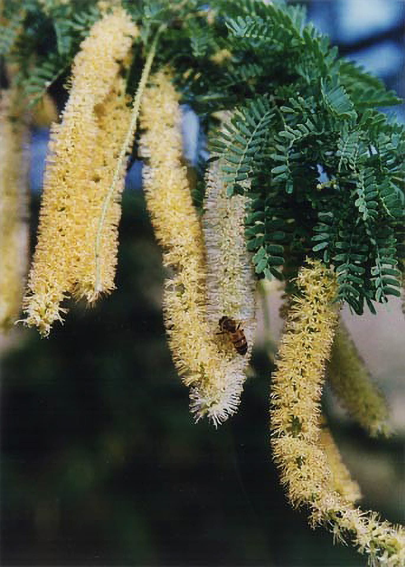 Kiawe blossoms