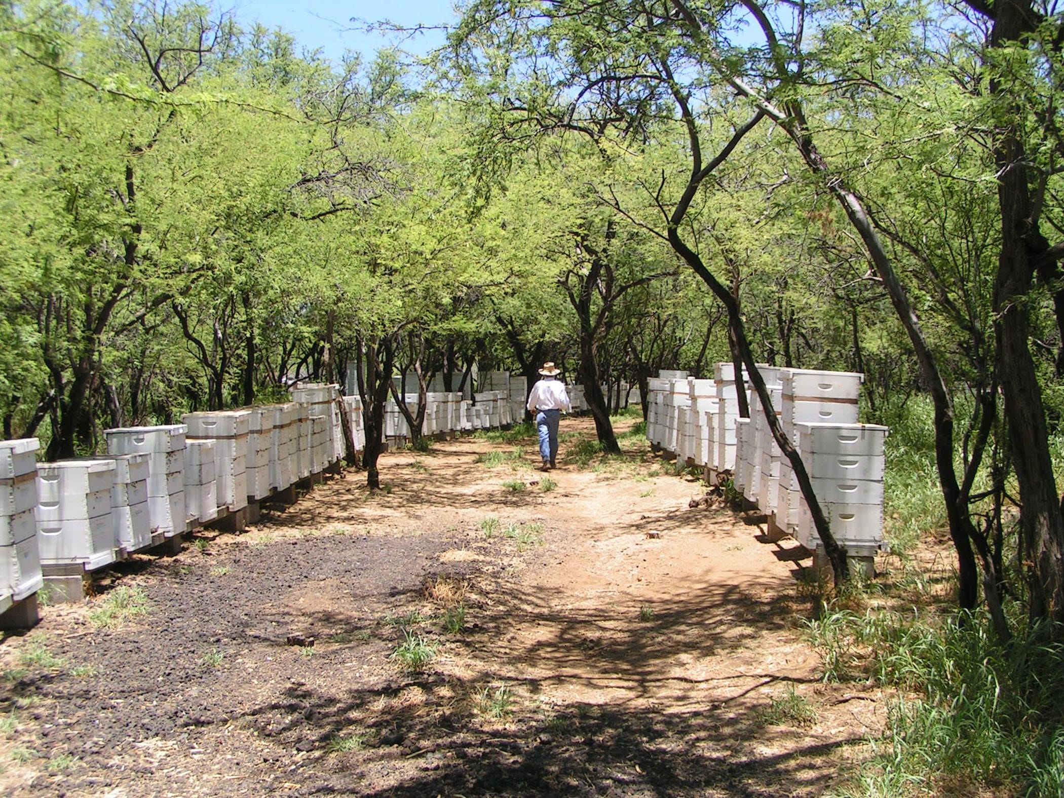 Kiawe honey hives