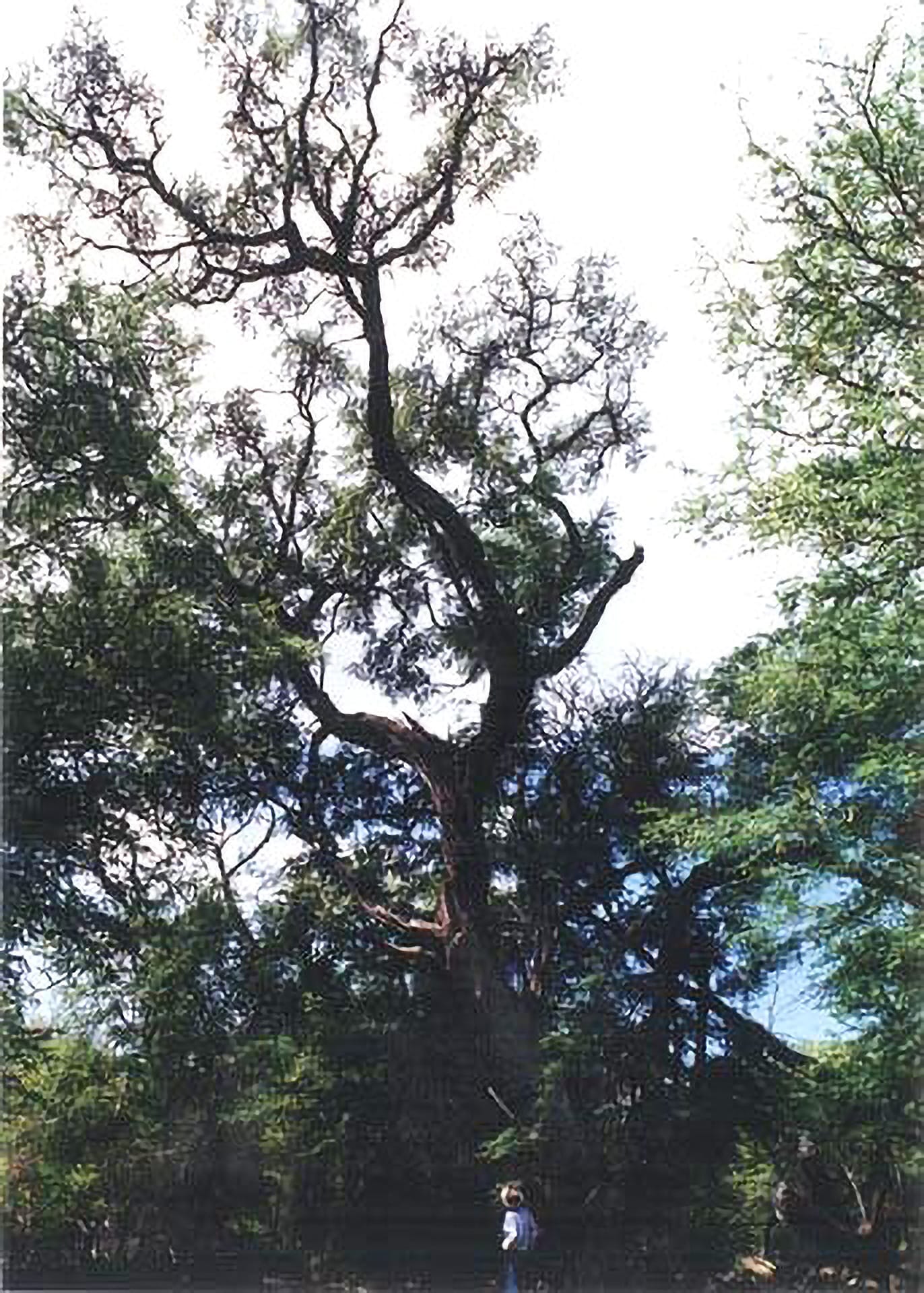 Kiawe tree