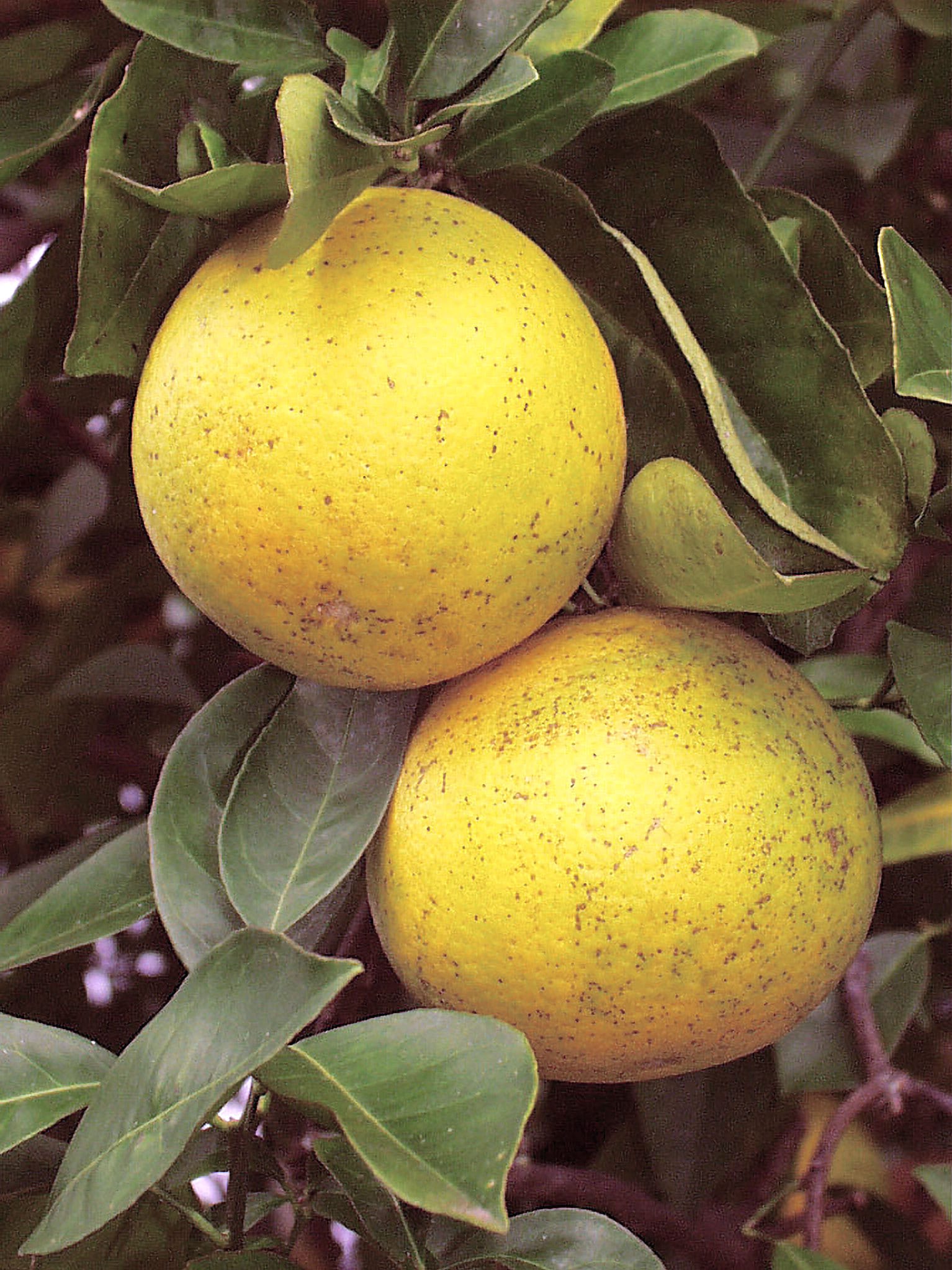 Close-up of Kona orange
