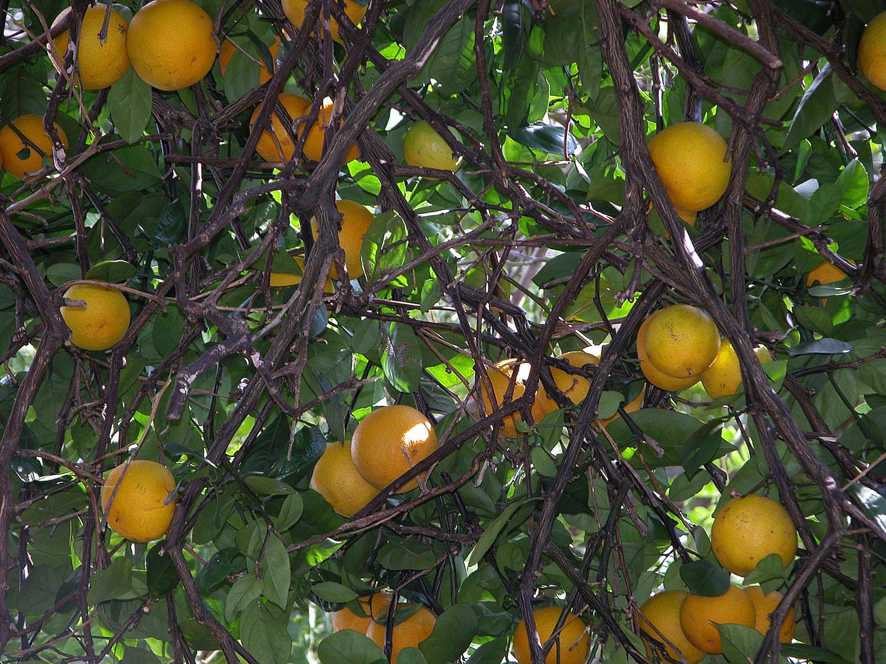 Kona oranges