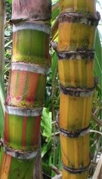 Laukona sugar cane