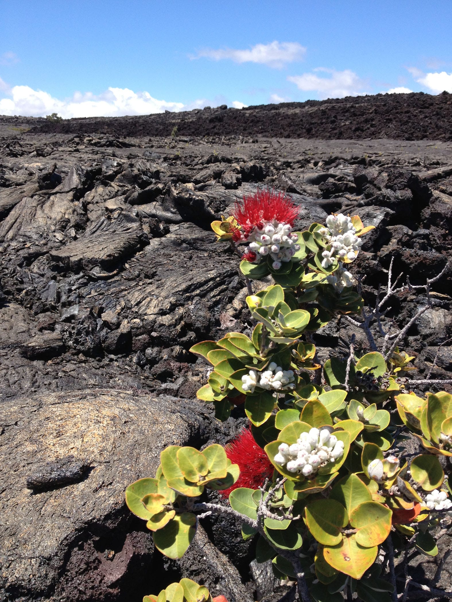 Ohi‘a Lehua tree growing out of lava