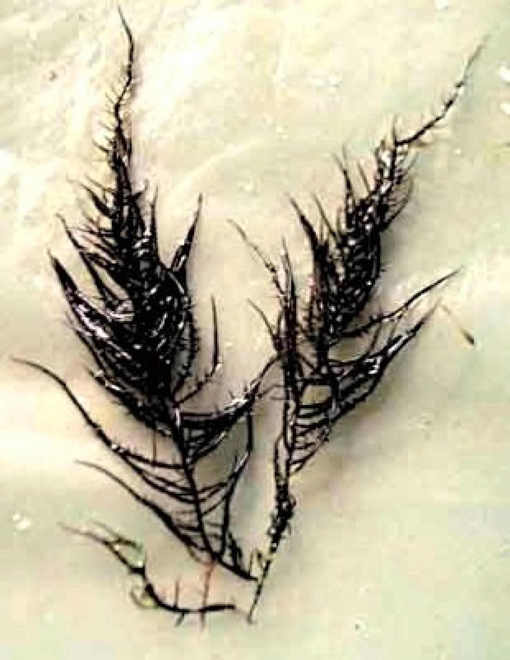 Limu Huluhuluwaena seaweed