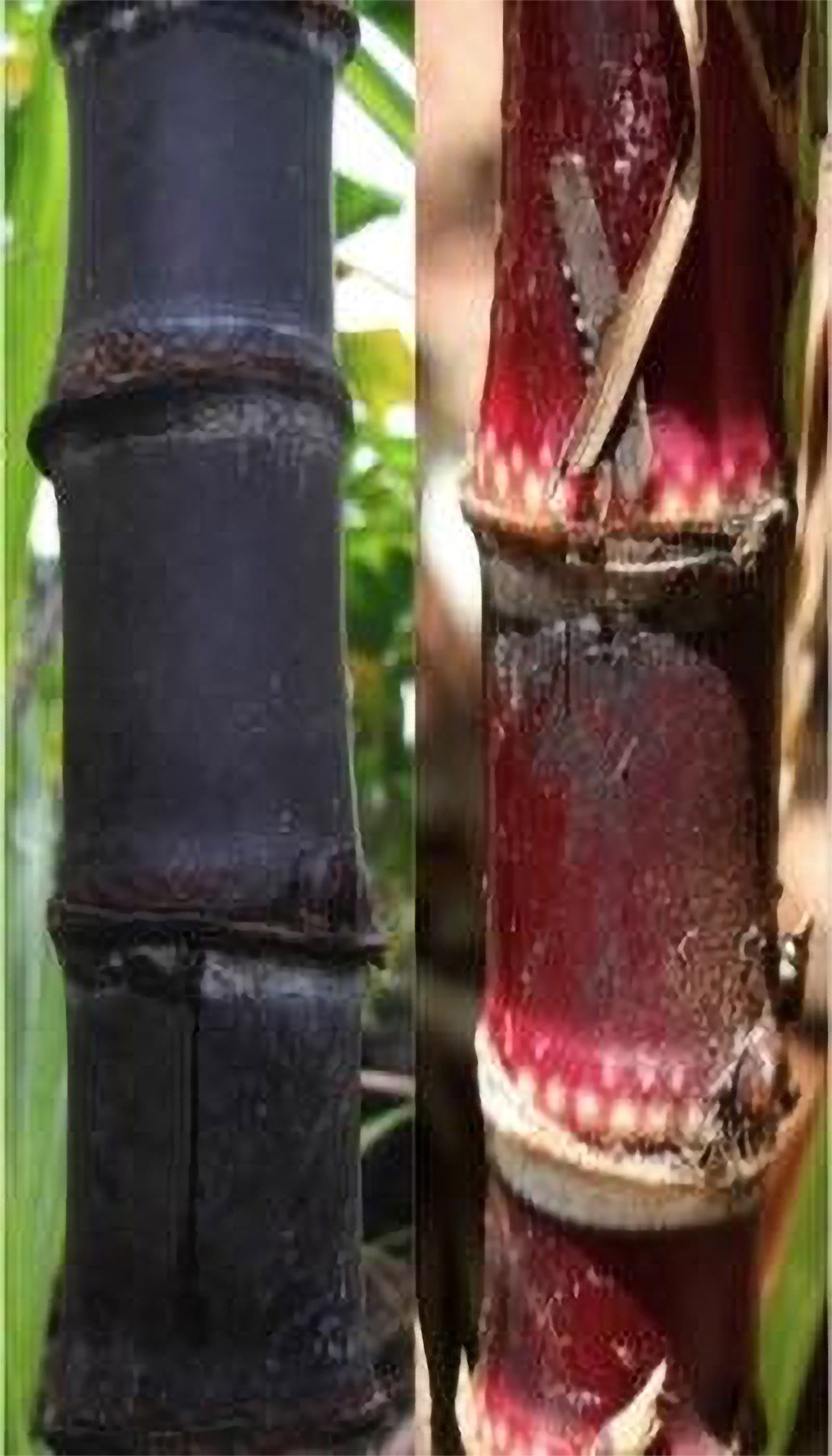 Maikoiko sugar cane
