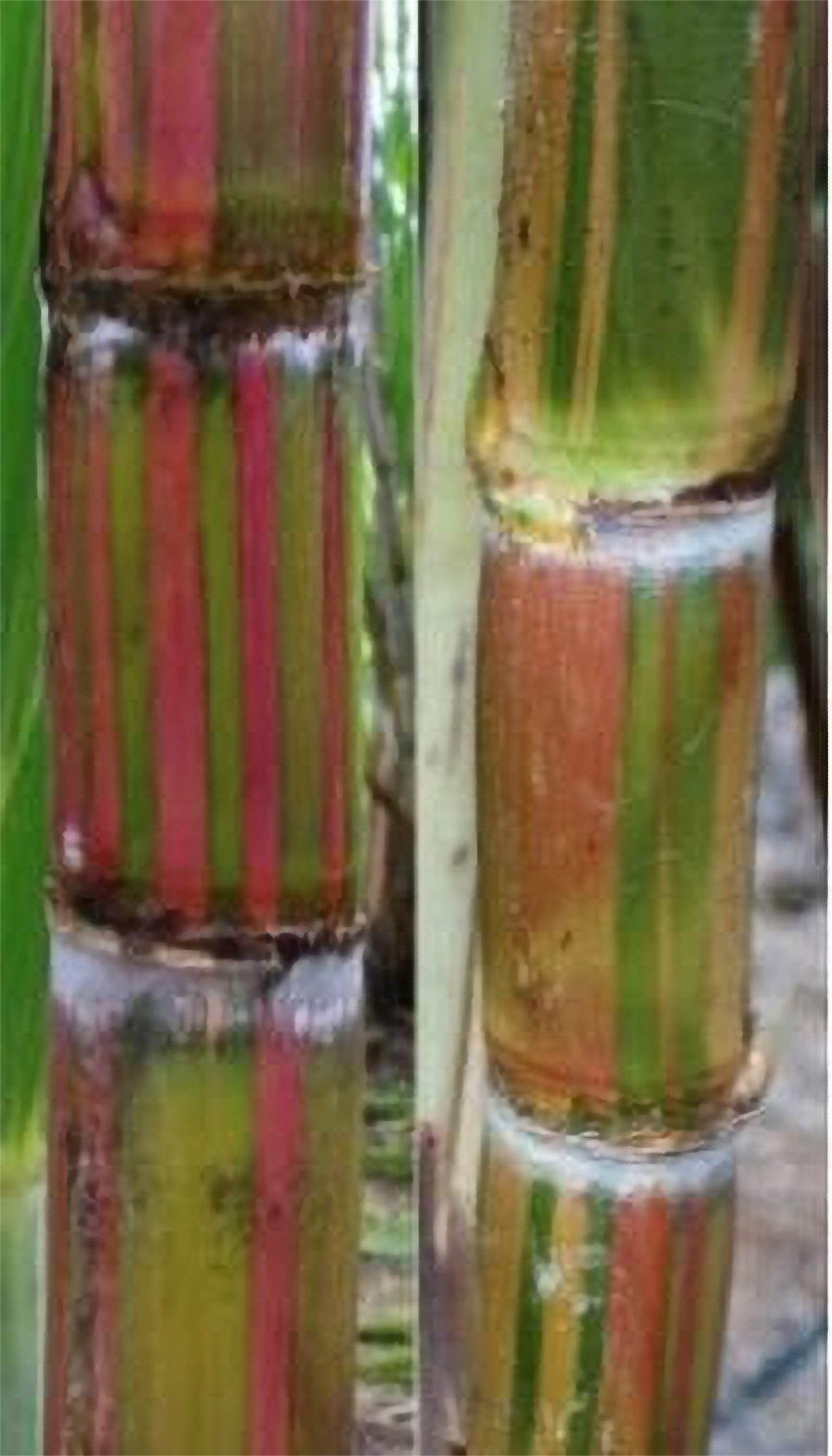 Pua‘ole sugar cane