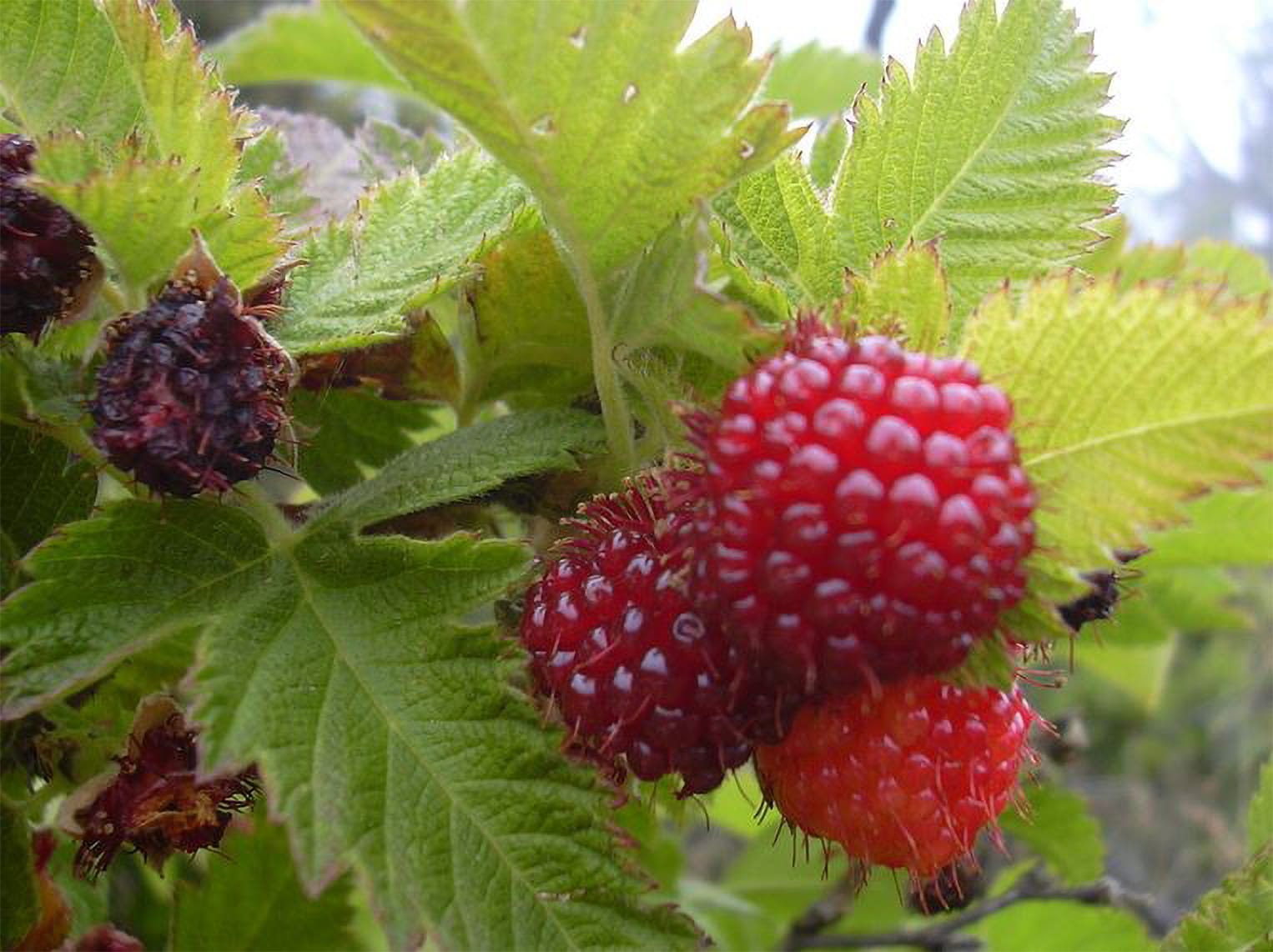 Hawaiian Raspberry (Rubus hawaiensis)