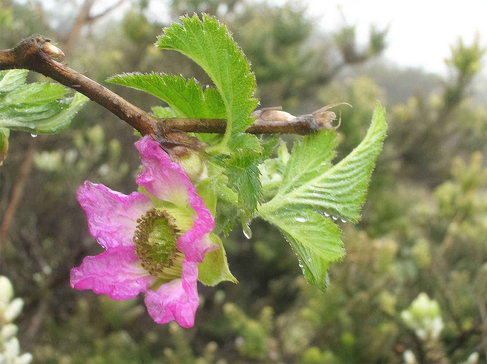 Flower of the Hawaiian Raspberry