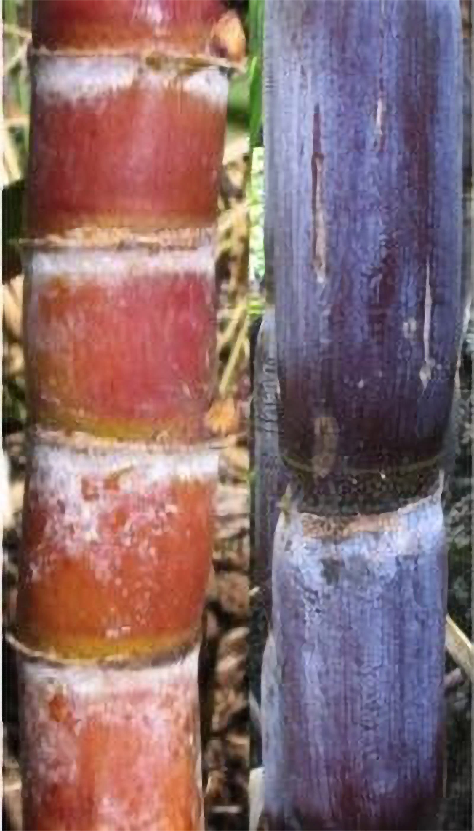 Uahiapele sugar cane