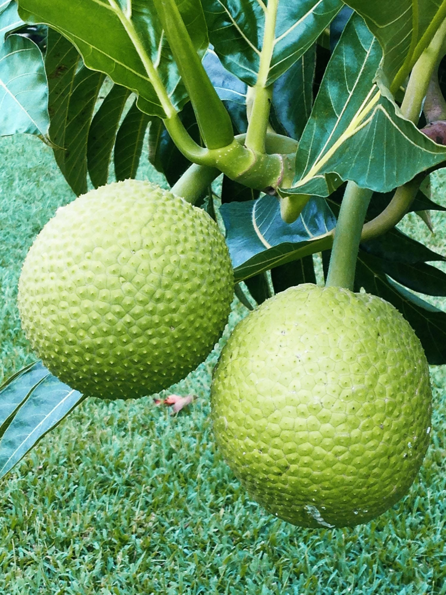 ‘Ulu (Breadfruit) fruit