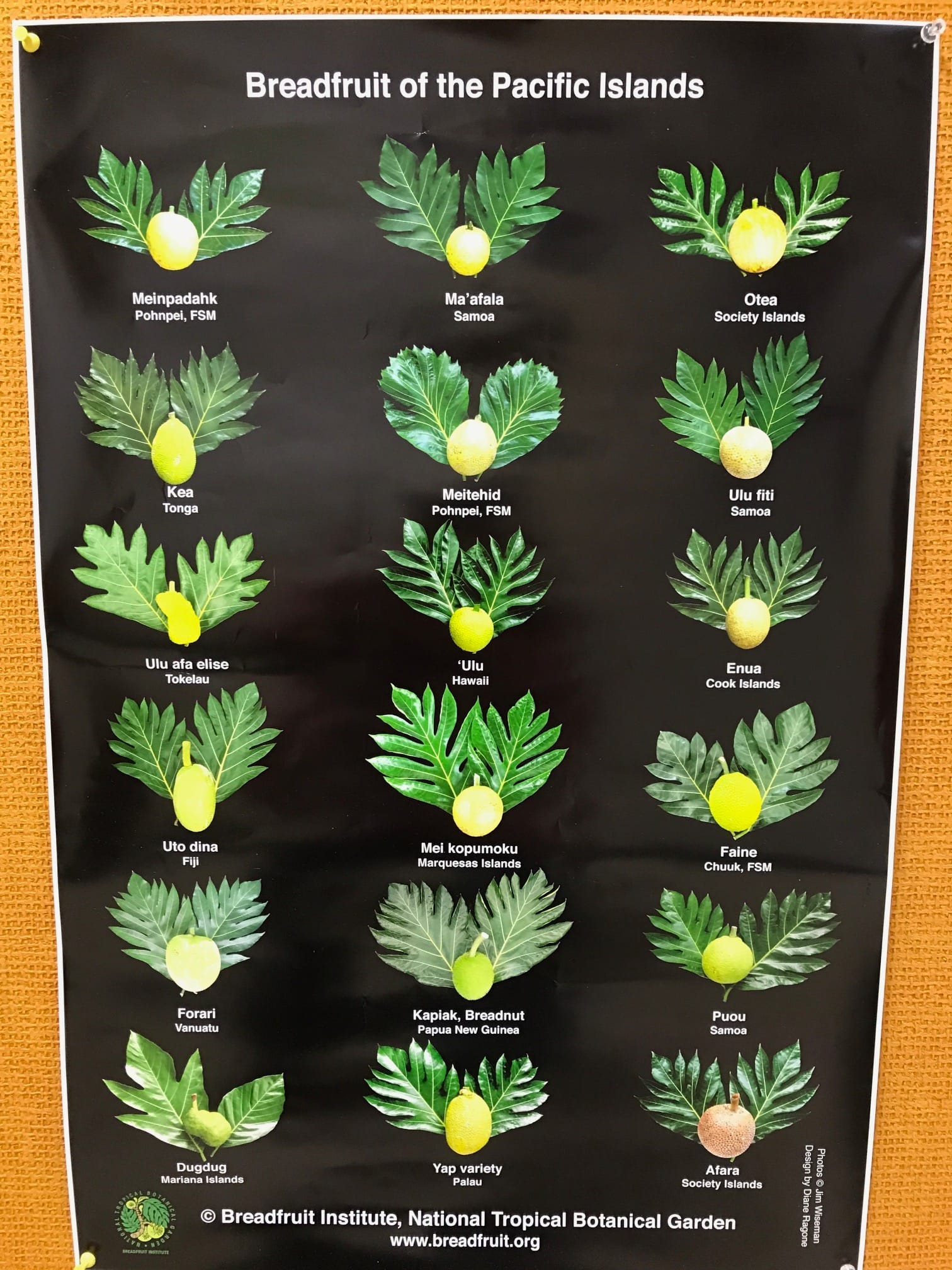 Farmer harvesting mature breadfruit from the tree