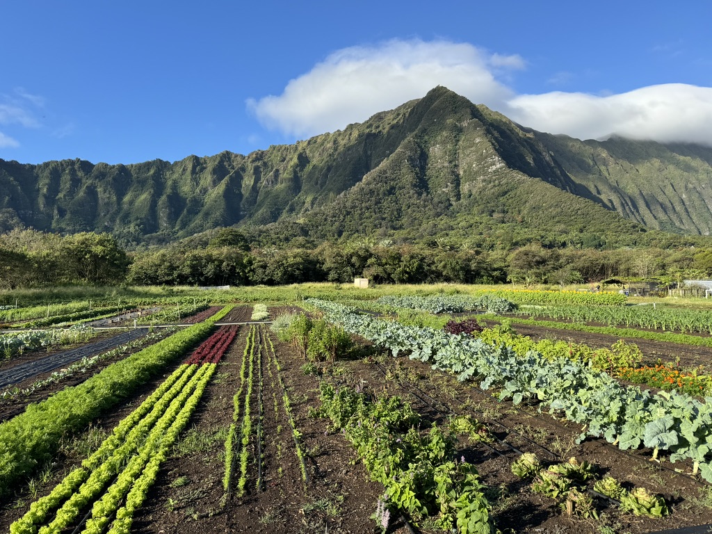 Produce and flowers from Ahiki Acres in Waimānalo