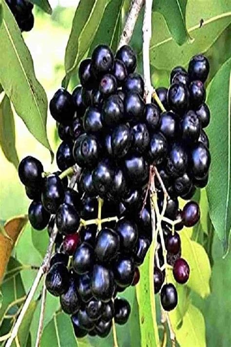 Java plum tree and fruit