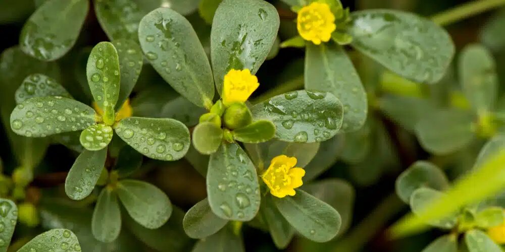 Purslane green growing in soil
