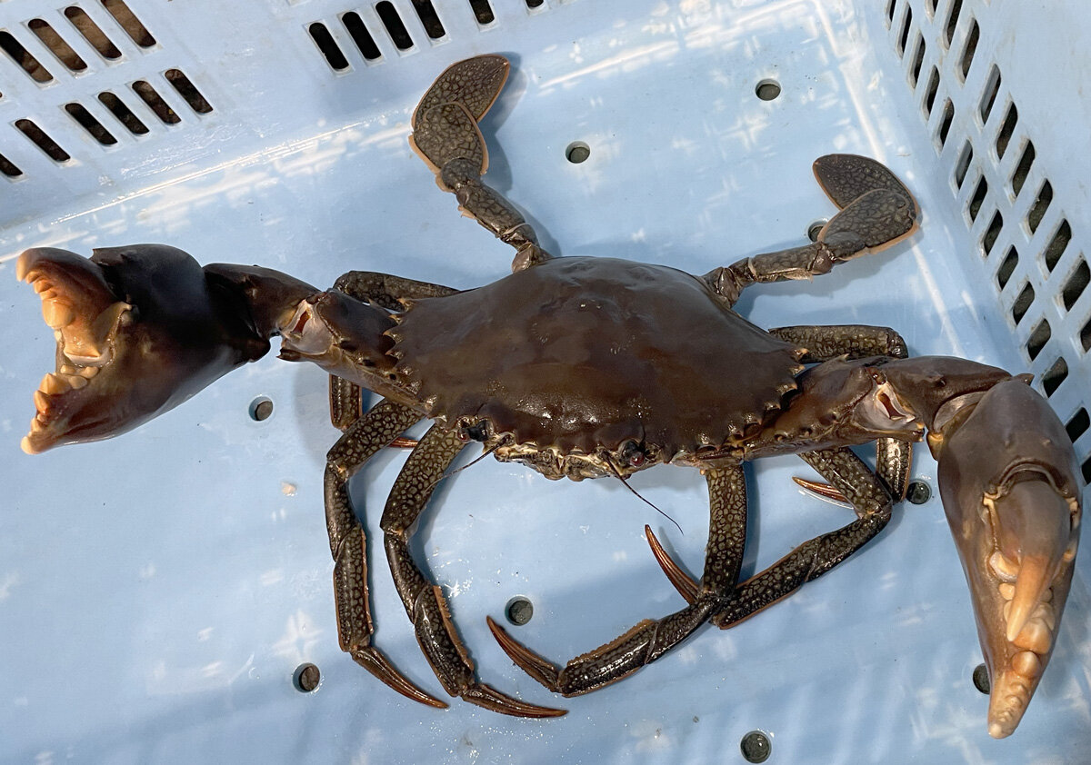Samoan crab