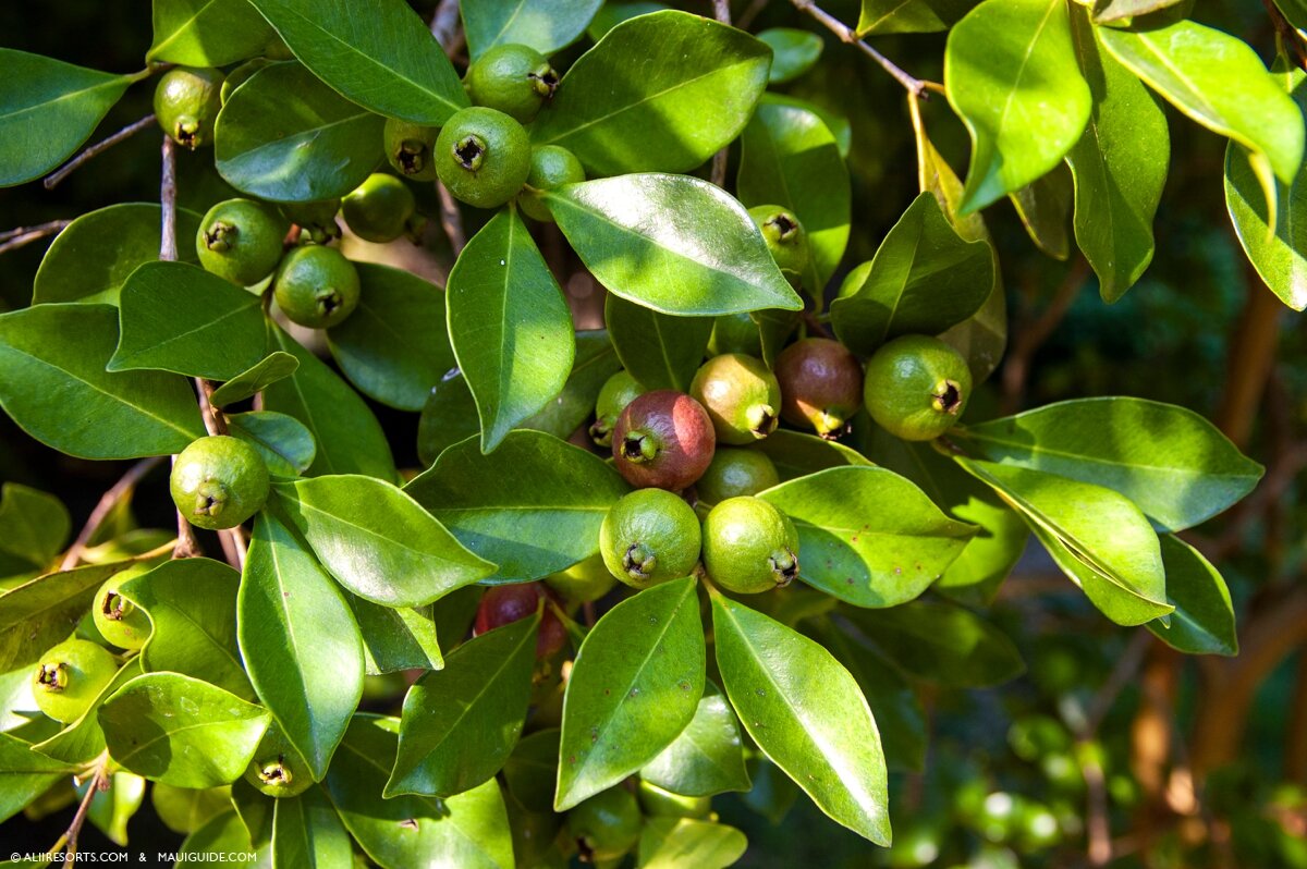 Strawberry guava fruit on the tree