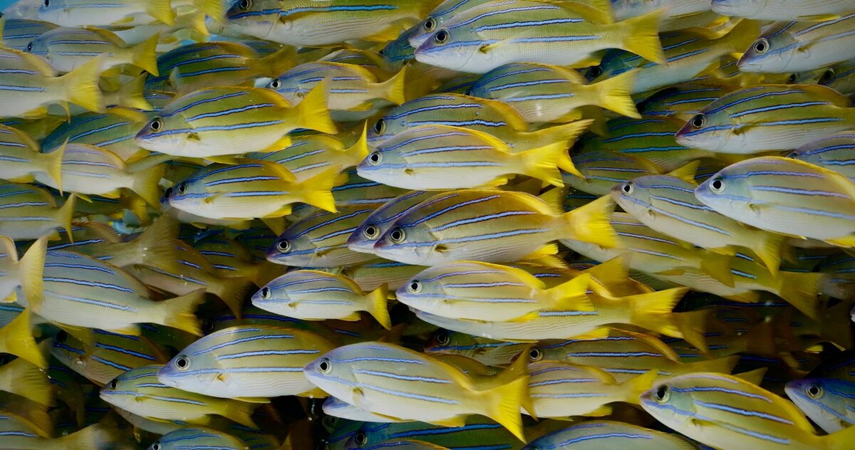 Ta‘ape or bluestripe snapper on ice