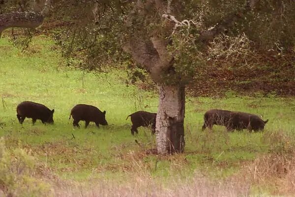 Feral wild pig in Hawaiian forest