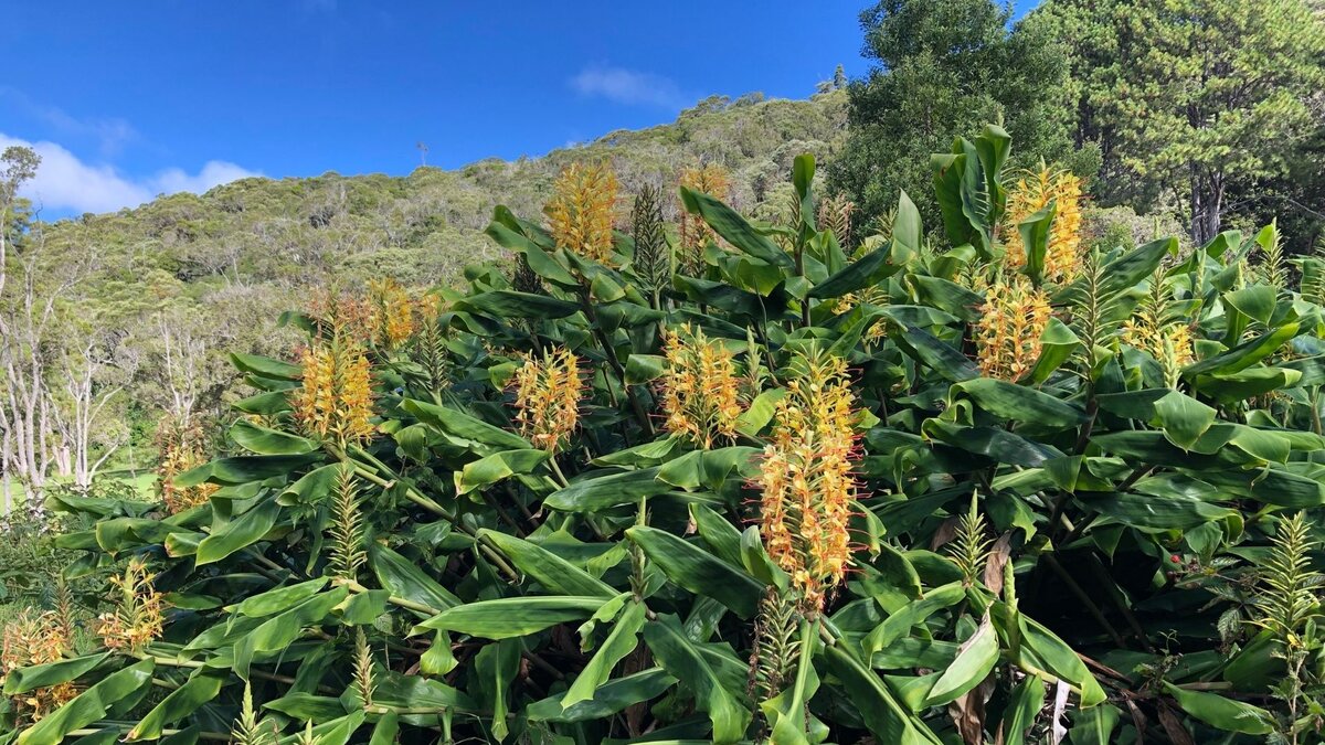 Yellow ginger root and flower