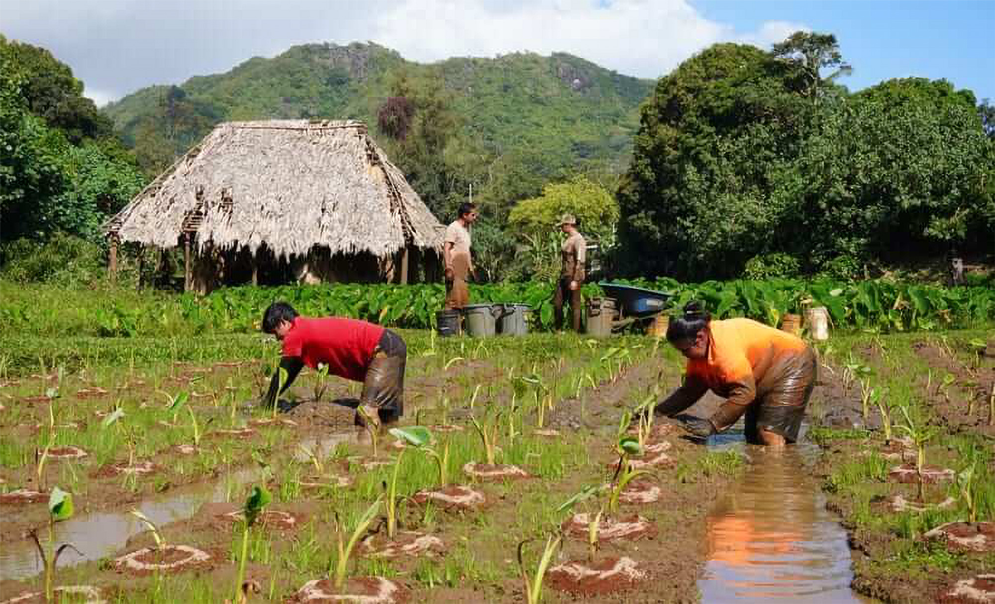Sustainability in Maunawili