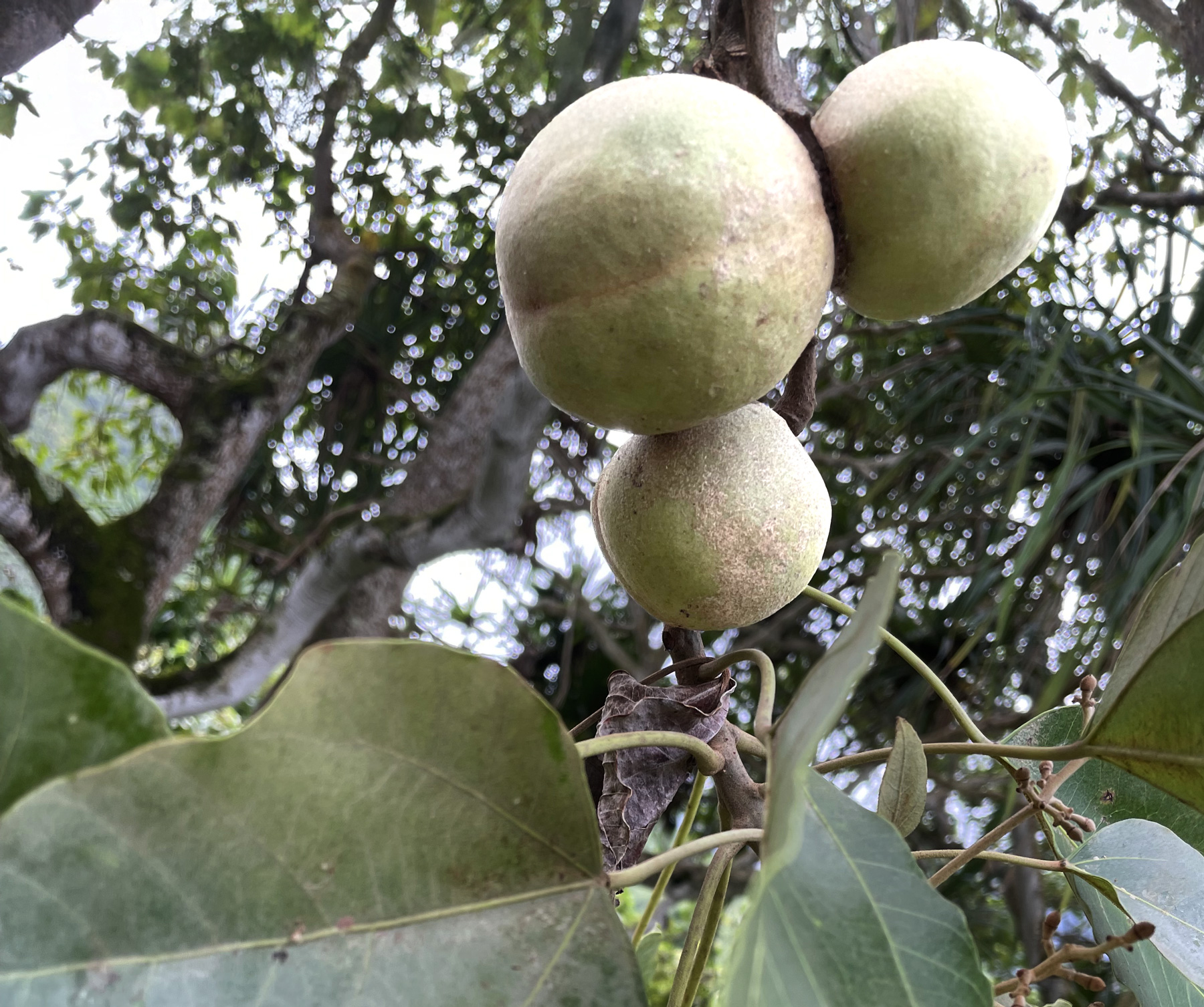Kukui Nuts