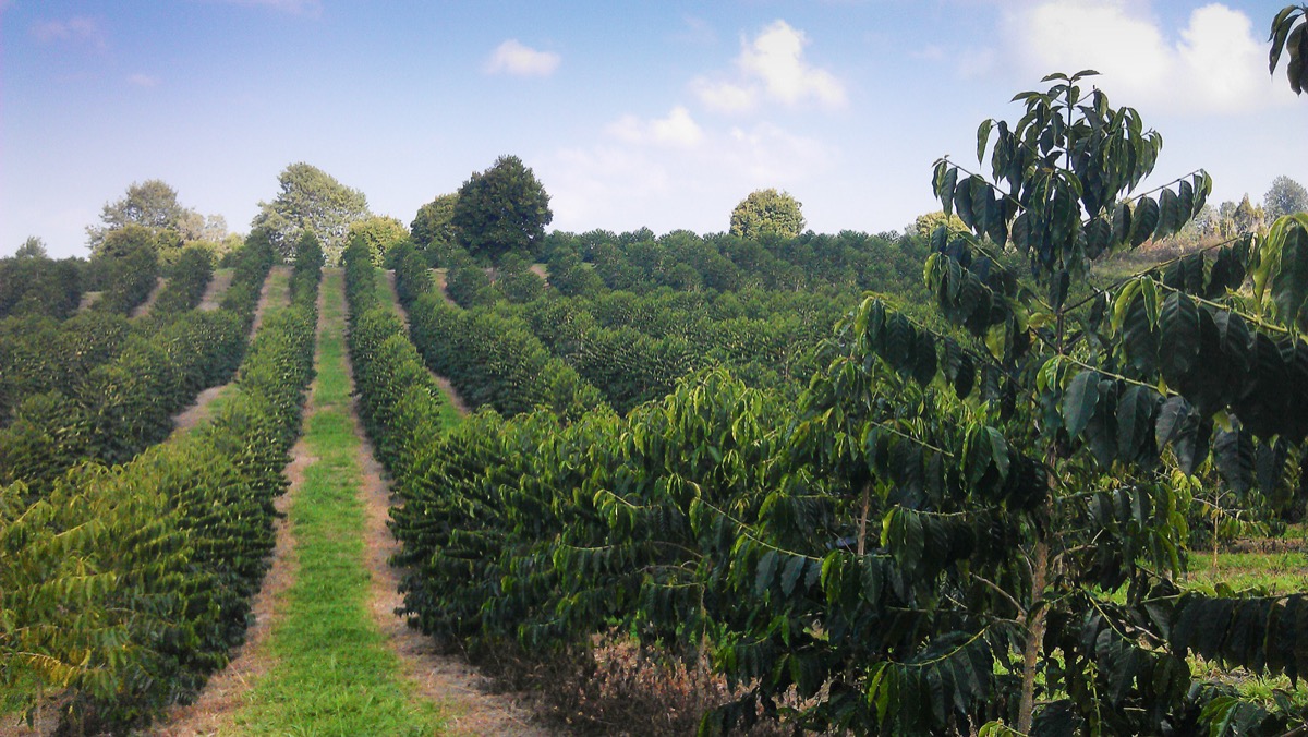 Greenwell Farm coffee orchard in Kona