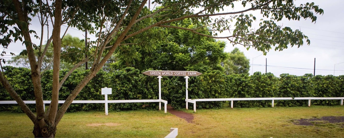 Green World Coffee Farm orchard in Wahiawa