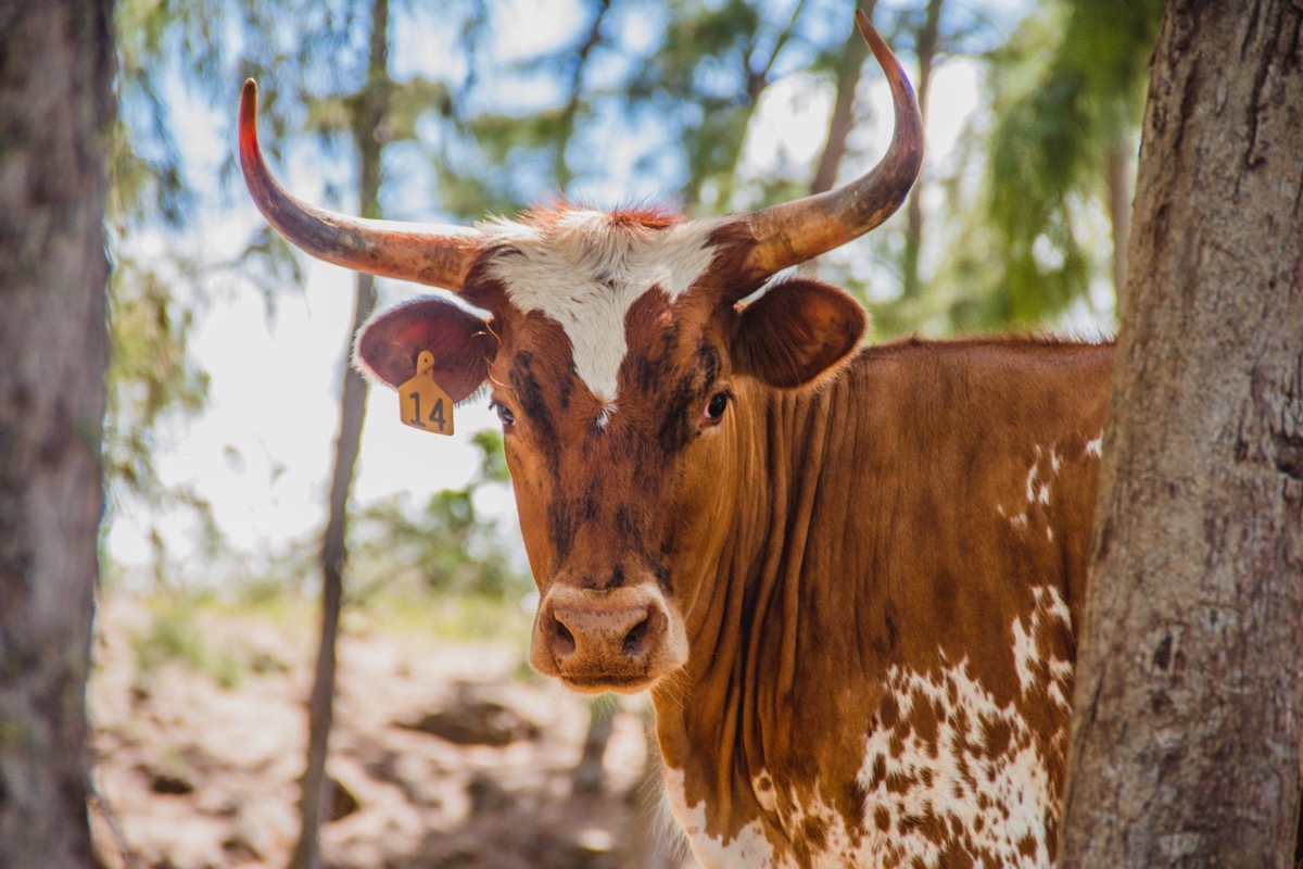 Grass-fed beef from Gunstock Ranch in Kahuku