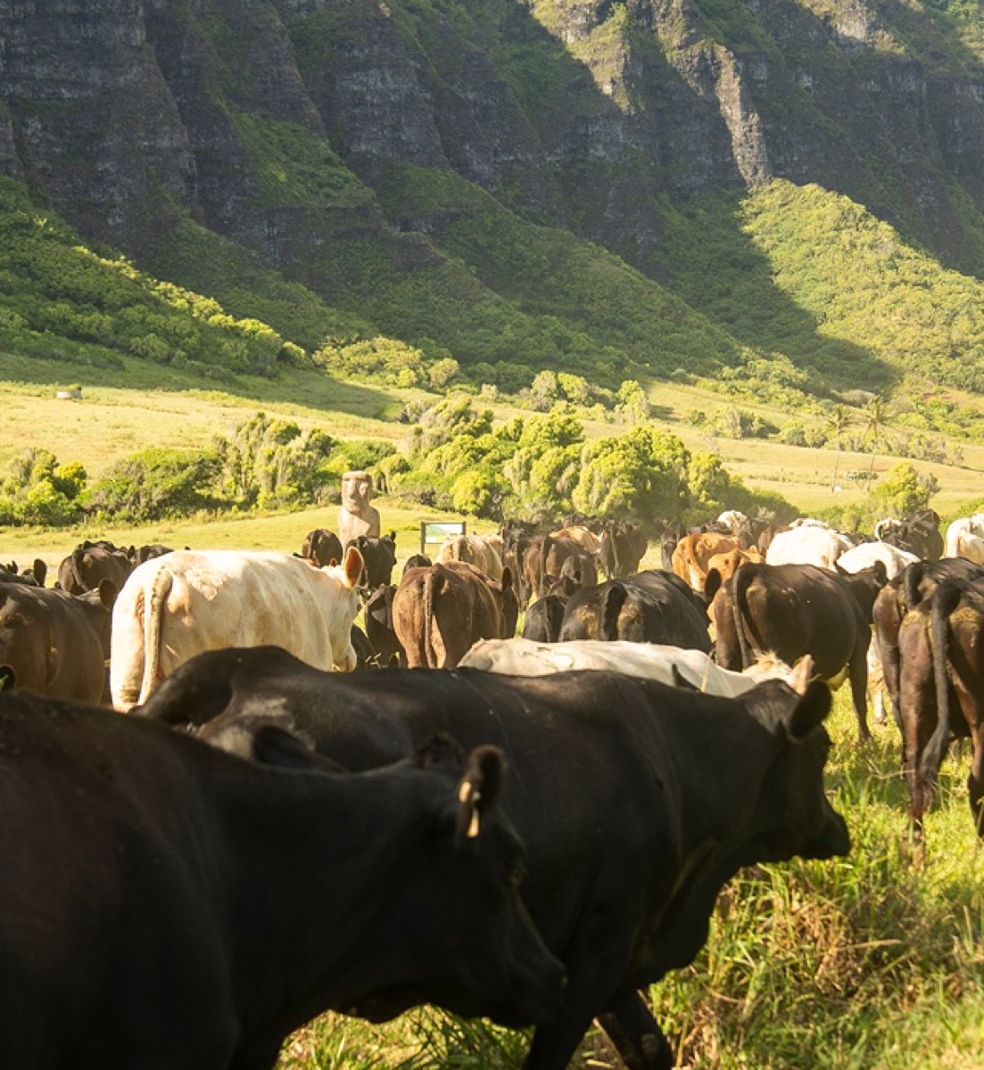 KualoaGrown beef, pork, and lamb at Kualoa Ranch market