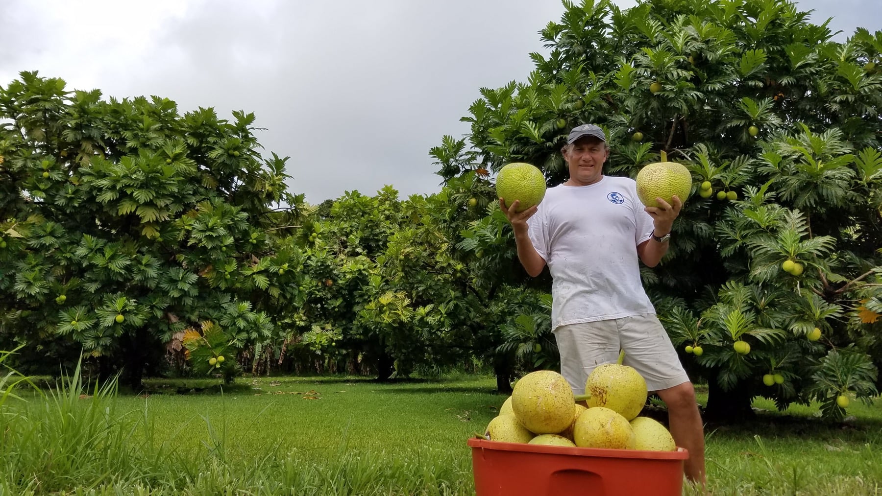Pono Pies on Maui